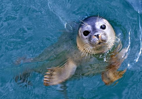 Sea Park Sarbsk (fokarium, oceanarium 3D/5D)