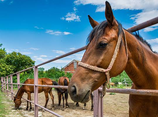 Grafika Stadniny koni w Nowęcinie