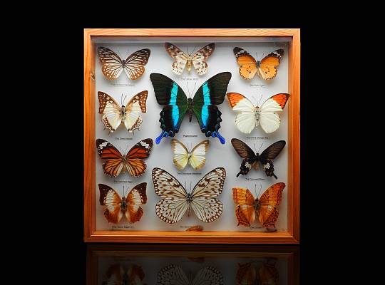 Grafika Wystawa motyli i innych owadów z całego świata