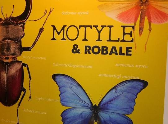 Grafika Muzeum Motyli w Łebie